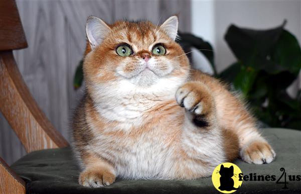 thechubbyfacedcat Picture 2